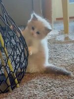 Available Ragdoll Kitten San Francisco CA