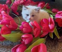Available Ragdoll Kitten San Francisco CA