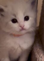 Available Ragdoll Kitten San Francisco CA