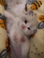 Available Ragdoll Kitten San Francisco CA