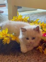 Available Ragdoll Kitten San Francisco CA