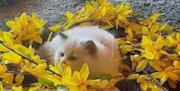 Available Ragdoll Kitten San Francisco CA