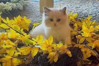 Available Ragdoll Kitten San Francisco CA