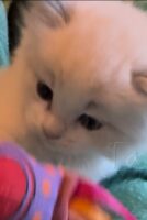 Available Ragdoll Kitten San Francisco CA