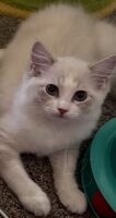 Available Ragdoll Kitten San Francisco CA