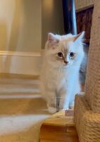 Available Ragdoll Kitten San Francisco CA