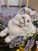 Available Ragdoll Kitten San Francisco CA