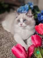 Available Ragdoll Kitten San Francisco CA