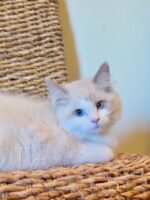 Available Ragdoll Kitten San Francisco CA