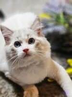 Available Ragdoll Kitten San Francisco CA