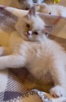 Available Ragdoll Kitten San Francisco CA