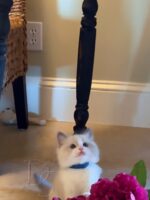 Available Ragdoll Kitten San Francisco CA