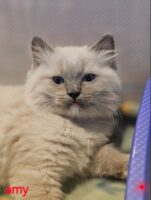 Available Ragdoll Kitten San Francisco CA