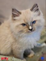 Available Ragdoll Kitten San Francisco CA