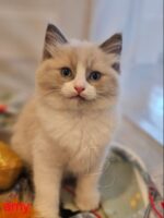 Available Ragdoll Kitten San Francisco CA