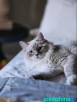 Available Ragdoll Kitten San Francisco CA