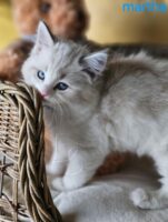Available Ragdoll Kitten San Francisco CA