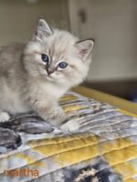 Available Ragdoll Kitten San Francisco CA