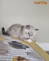 Available Ragdoll Kitten San Francisco CA