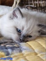 Available Ragdoll Kitten San Francisco CA