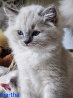 Available Ragdoll Kitten San Francisco CA