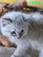 Available Ragdoll Kitten San Francisco CA