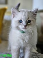 Available Ragdoll Kitten San Francisco CA