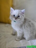 Available Ragdoll Kitten San Francisco CA