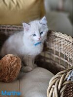 Available Ragdoll Kitten San Francisco CA