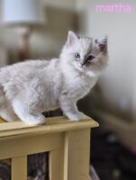 Available Ragdoll Kitten San Francisco CA