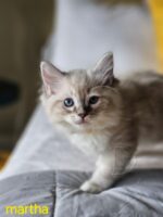 Available Ragdoll Kitten San Francisco CA