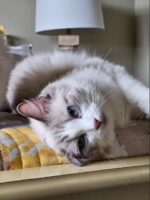 Ragdoll Queen Day Spring Ragdolls Shingle Springs CA