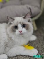 Available Ragdoll Kitten San Francisco CA