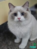 Available Ragdoll Kitten San Francisco CA