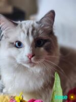 Available Ragdoll Kitten San Francisco CA
