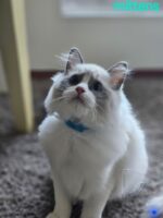 Available Ragdoll Kitten San Francisco CA