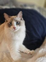 Queen Mary of Day Spring Ragdolls of CA