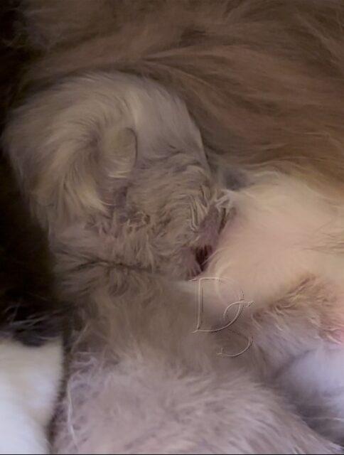 Available Ragdoll Kitten San Francisco CA