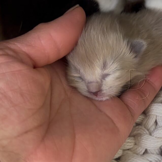 Available Ragdoll Kitten San Francisco CA