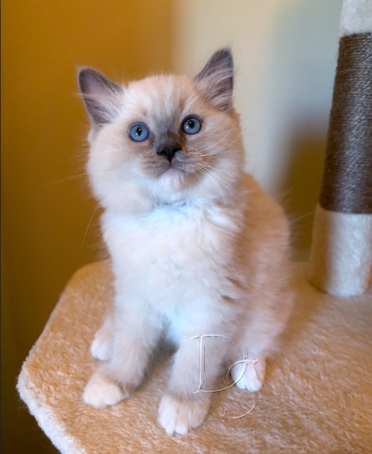 Available Ragdoll Kitten San Francisco CA
