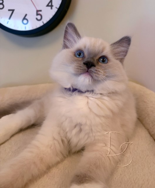Available Ragdoll Kitten San Francisco CA