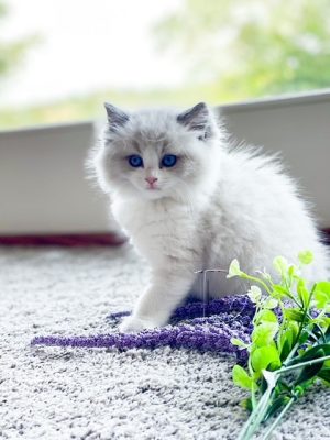 Available Ragdoll Kitten San Francisco CA