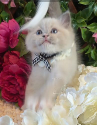Available Ragdoll Kitten San Francisco CA