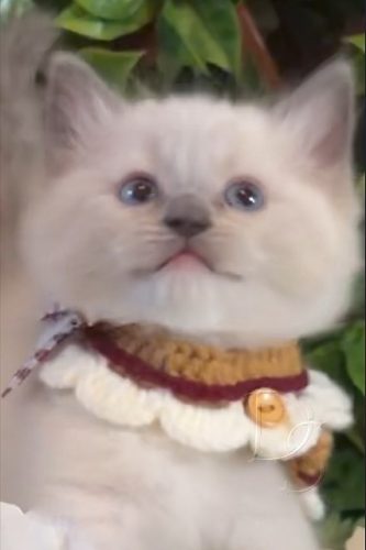 Available Ragdoll Kitten San Francisco CA