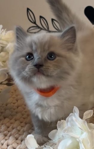 Available Ragdoll Kitten San Francisco CA