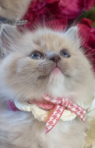 Available Ragdoll Kitten San Francisco CA