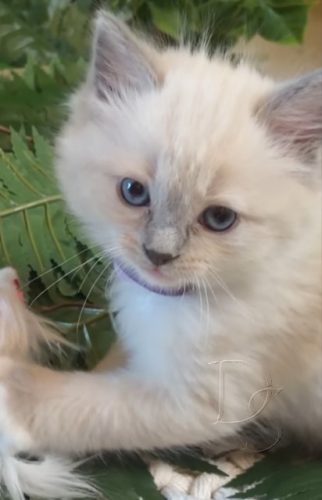 Available Ragdoll Kitten San Francisco CA