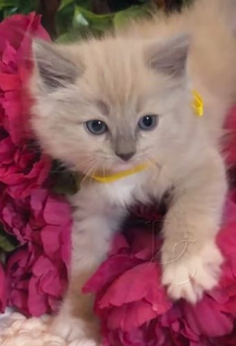 Available Ragdoll Kitten San Francisco CA