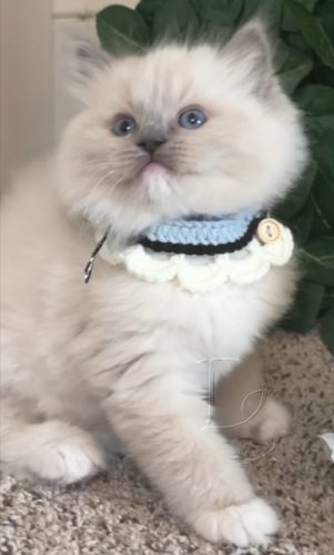 Available Ragdoll Kitten San Francisco CA
