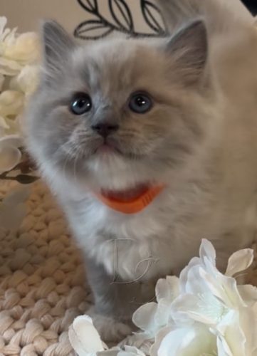Available Ragdoll Kitten San Francisco CA